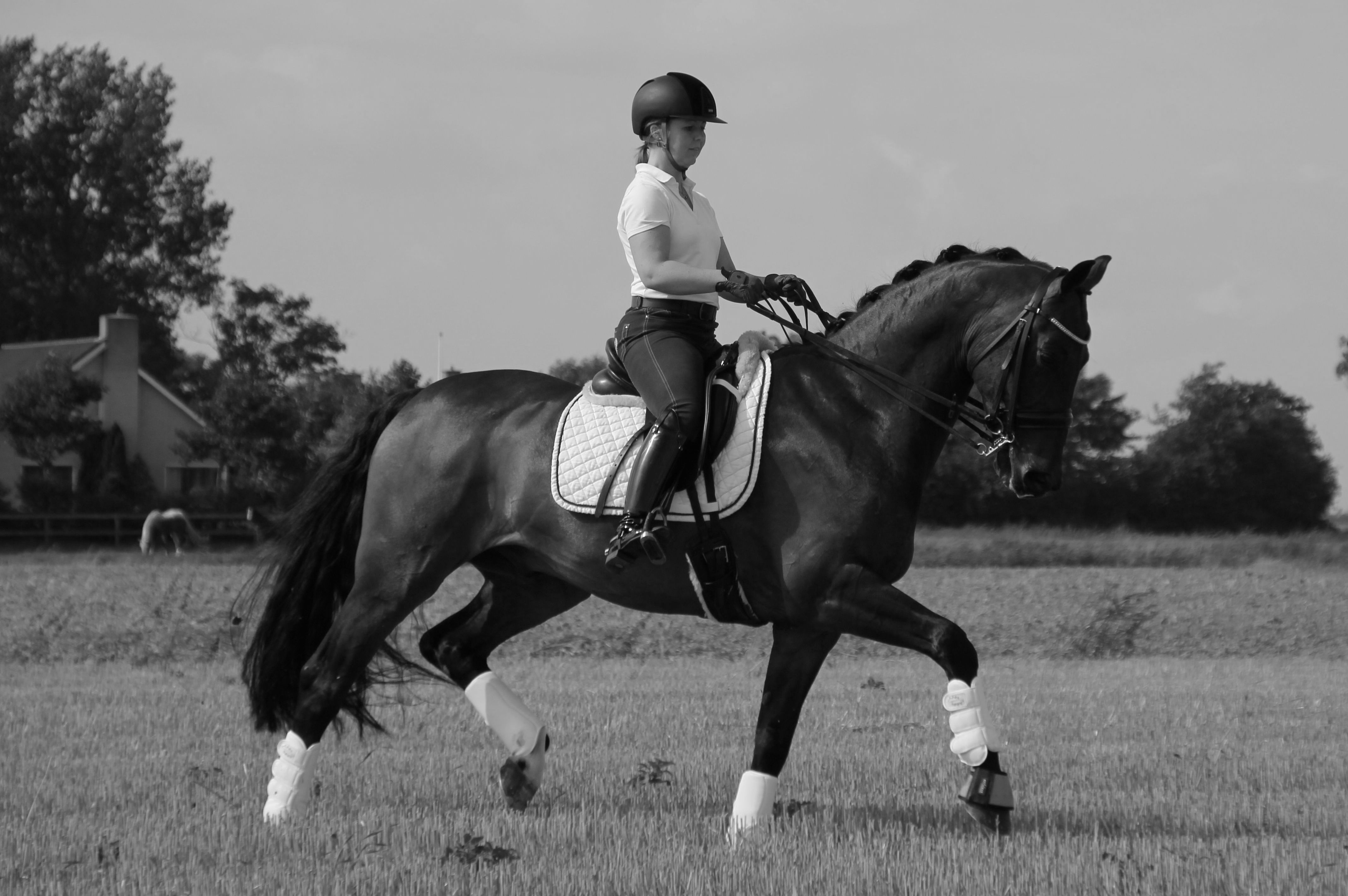 Inmiddels heeft Yvonne al 7 paarden succesvol opgeleid naar de Z dressuur.